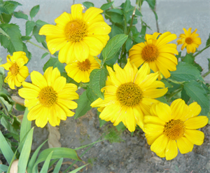 Природа 428.png